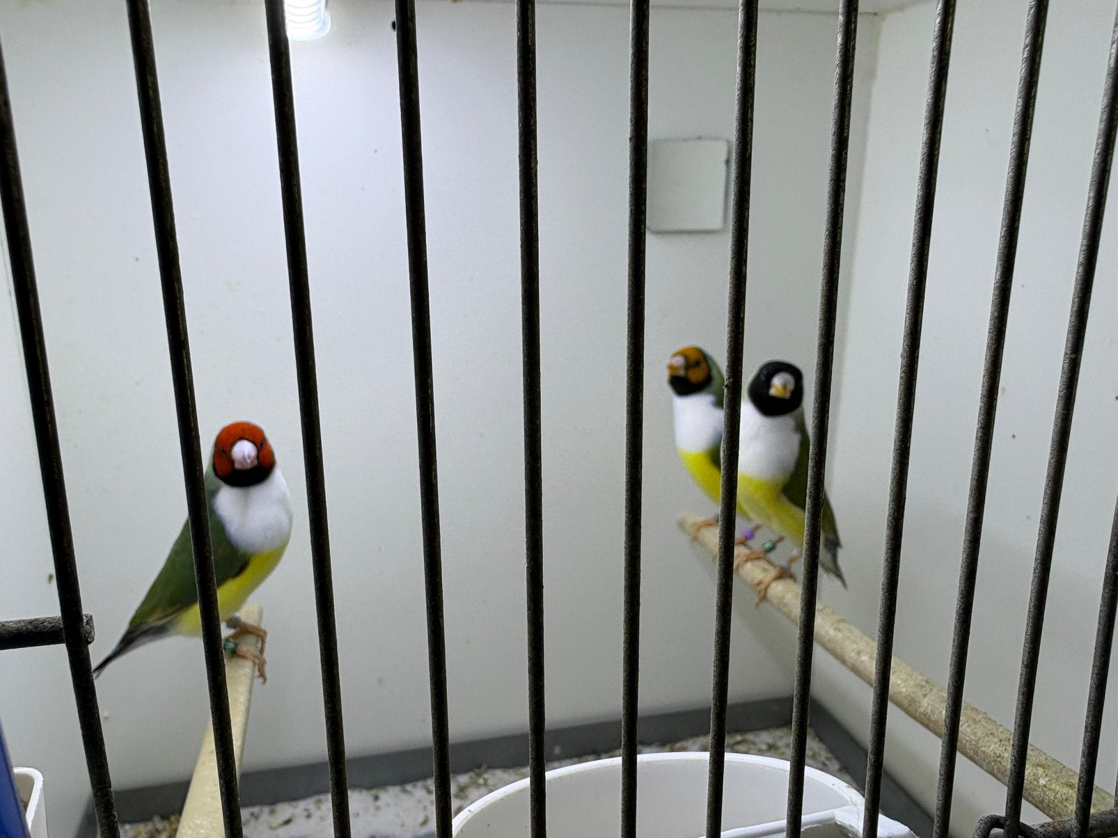 Gouldamadine, Dieren en Toebehoren, Vrouwelijk, Geringd