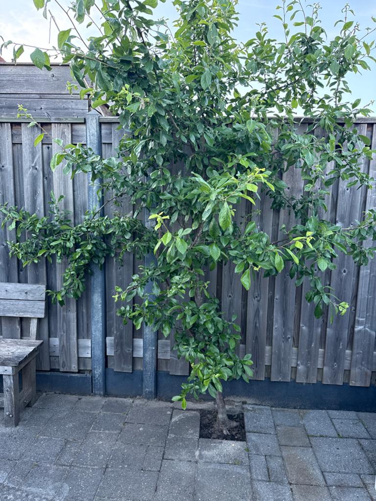 Pruimenboom (200-250 cm), Ophalen, Vaste plant, Halfschaduw, Fruitplanten