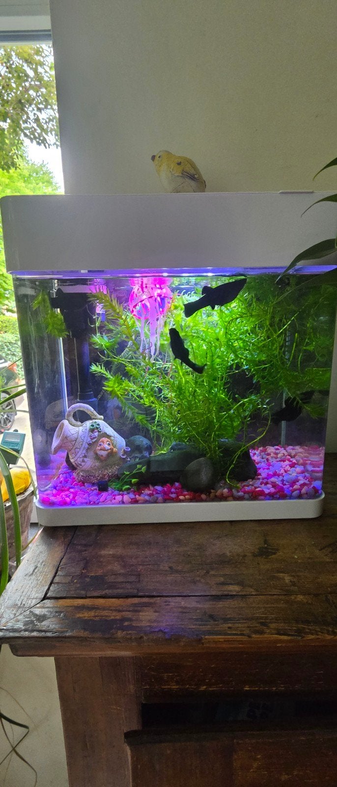 mooie aquarium met black mollies, Dieren en Toebehoren, Ophalen of Verzenden, Inclusief vissen, Superfish, Gevuld zoetwateraquarium