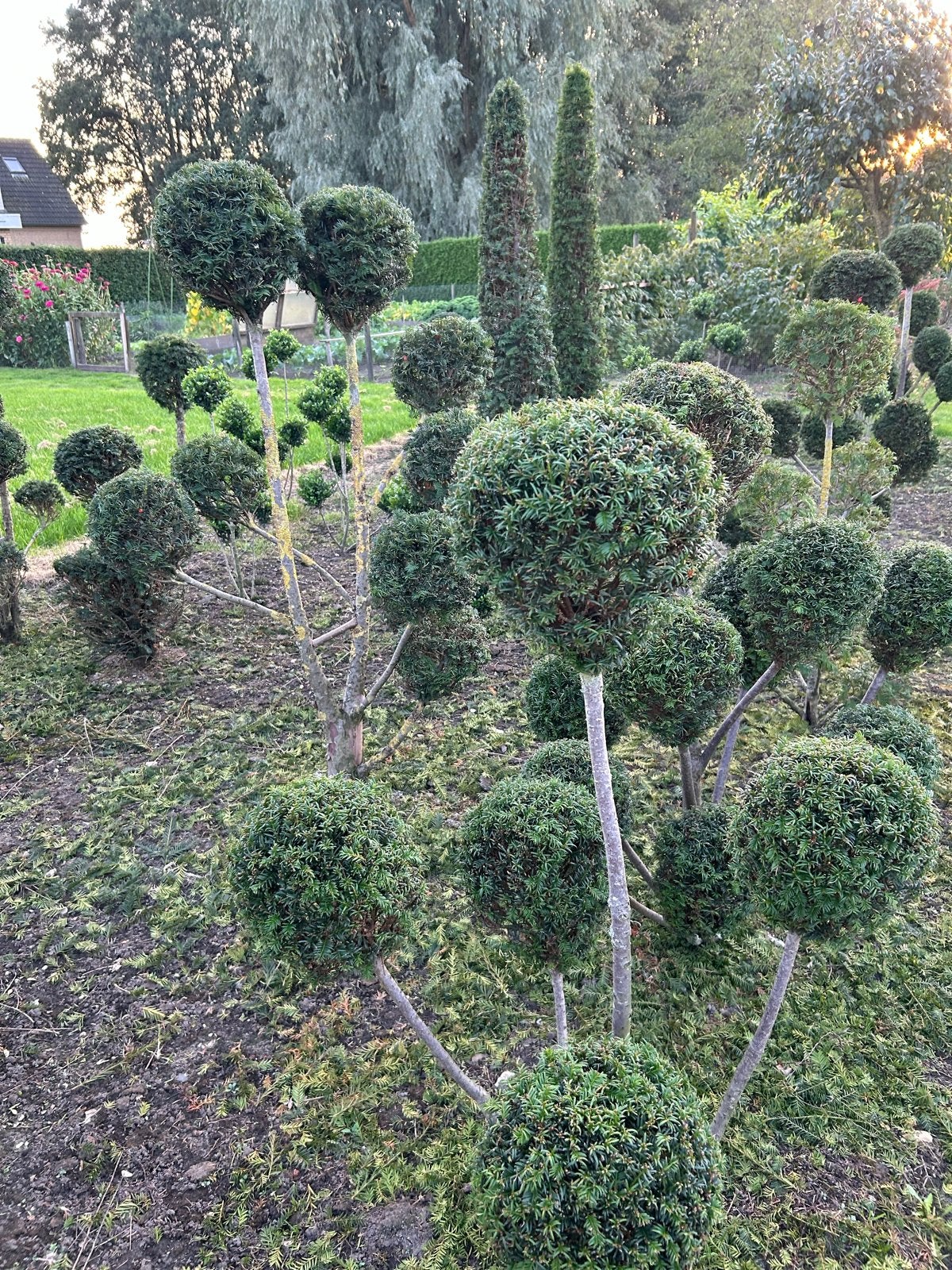 Partij planten, Volle zon, Vaste plant, Bloeit niet, Ophalen