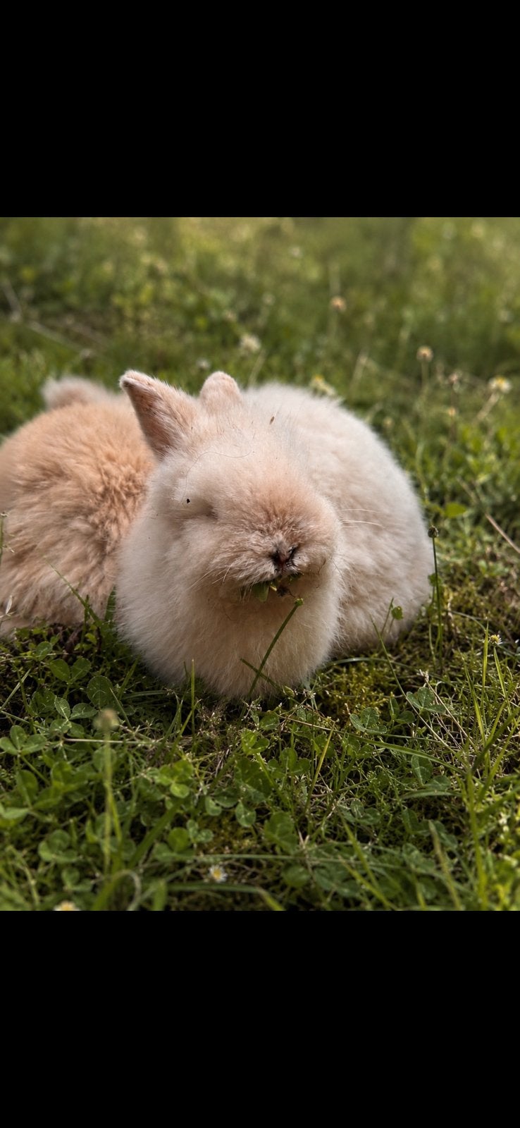 Engelse angora, Meerdere dieren, Groot