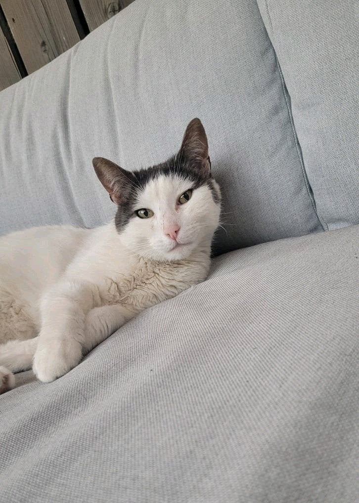 Aanhankelijke kater zoekt een rustige plek, Kater, Kortharig, 6 jaar of ouder
