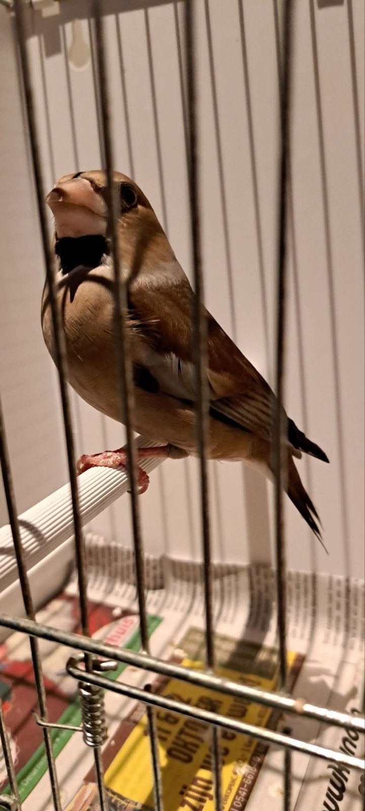 Europese appelvink pop, Vrouwelijk, Wildzangvogel, Geringd