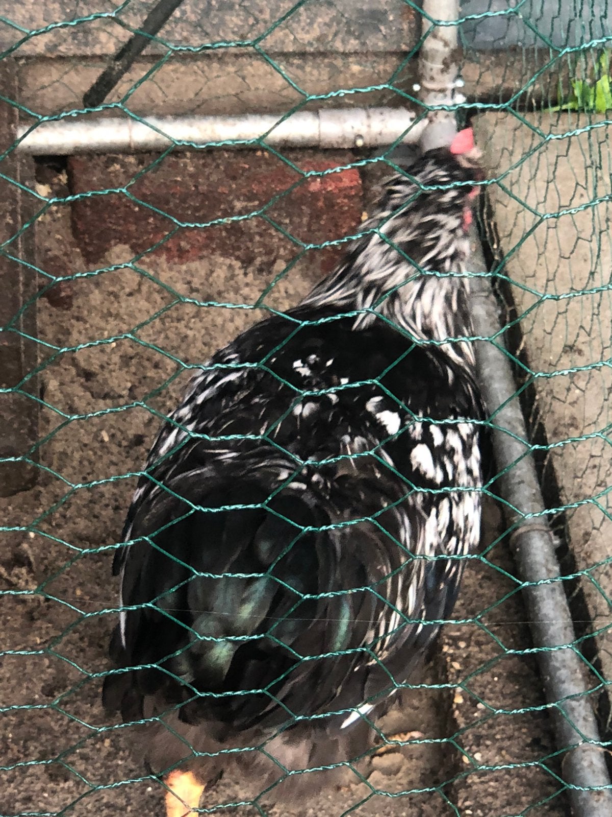 Barneveder hanen dubbelgezoomd, Mannelijk, Kip