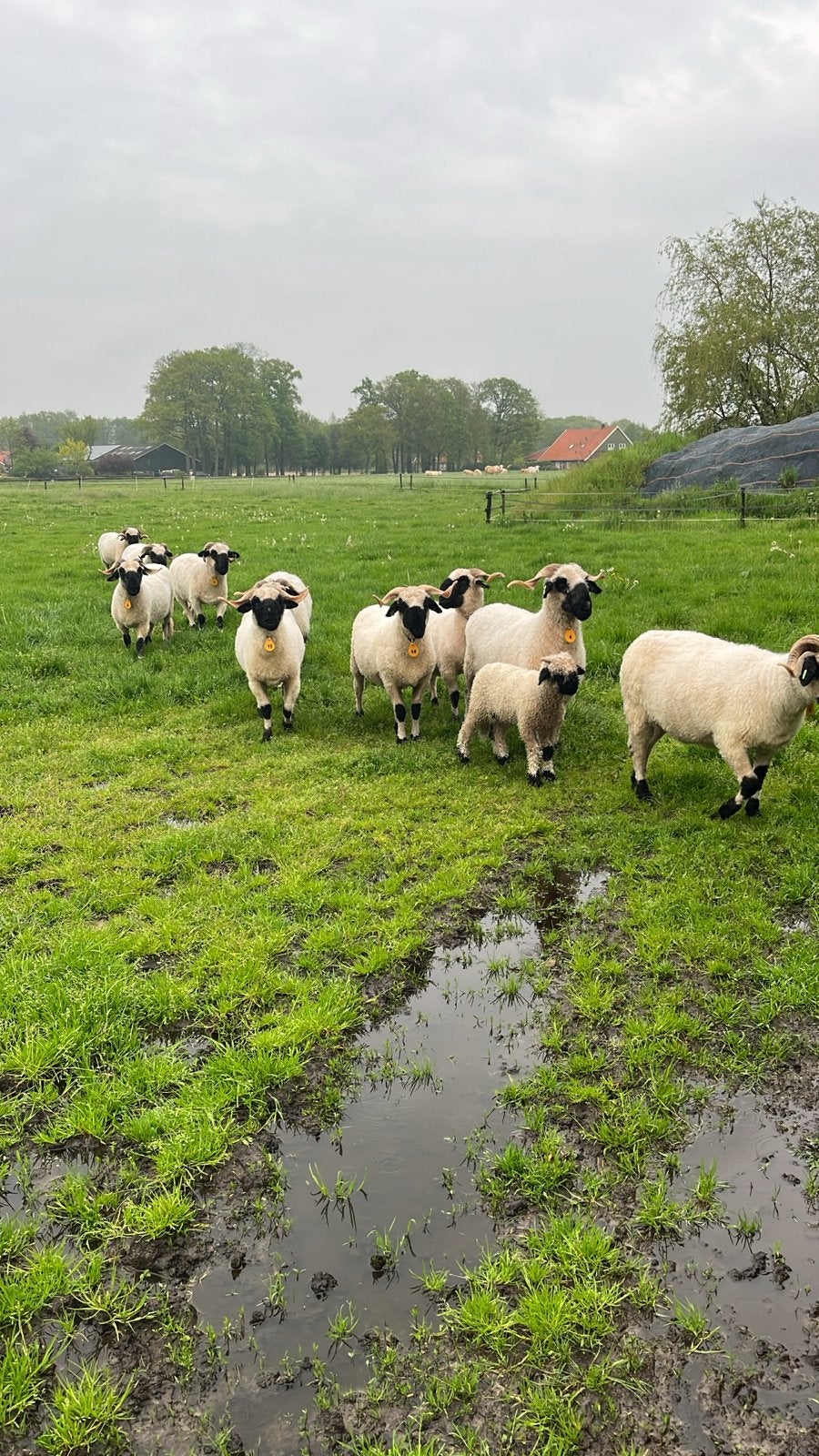 Walliser Schwarznase ooien, Vrouwelijk, Schaap