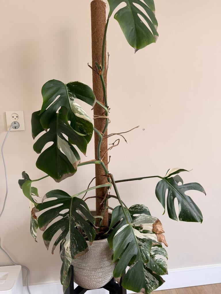Monstera Variegata, Huis en Inrichting, Kamerplanten, Ophalen, 100 tot 150 cm, Overige soorten, Halfschaduw
