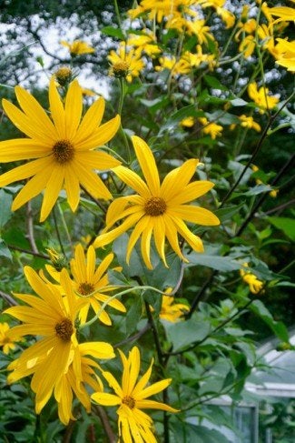 Uit de biologische moestuin: Zonnekronen, planten, Tuin en Terras, Planten | Tuinplanten, Vaste plant, Volle zon, Herfst, Ophalen of Verzenden