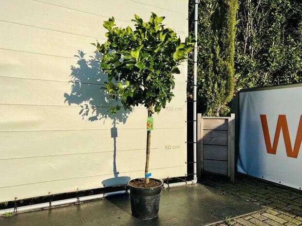 Limoenboom - Citrusboom - Stamomvang 8 - 10 cm, 100 tot 250 cm, Zomer, Volle zon, In pot