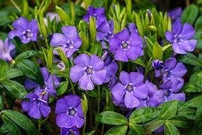 Vinca Minor (maagdenpalm) ideale, goedkope bodembedekker pot, Tuin en Terras, Ophalen, Overige soorten, Halfschaduw