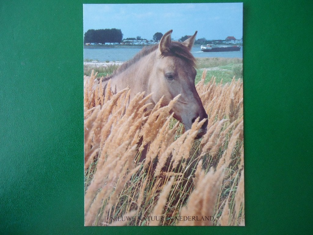 (10) Dierenkaart: PAARD, Verzenden, 1980 tot heden, Gelopen, Paard