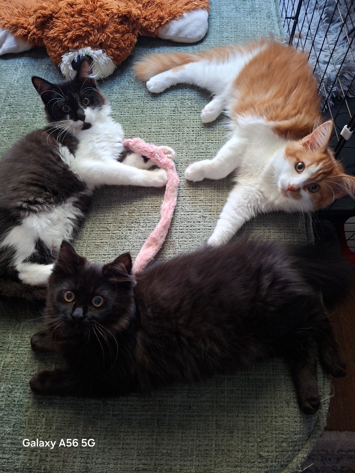 Geweldige pluizenbol, 😍 Maine coon kittens 😻😸, Dieren en Toebehoren, Meerdere dieren, Ontwormd
