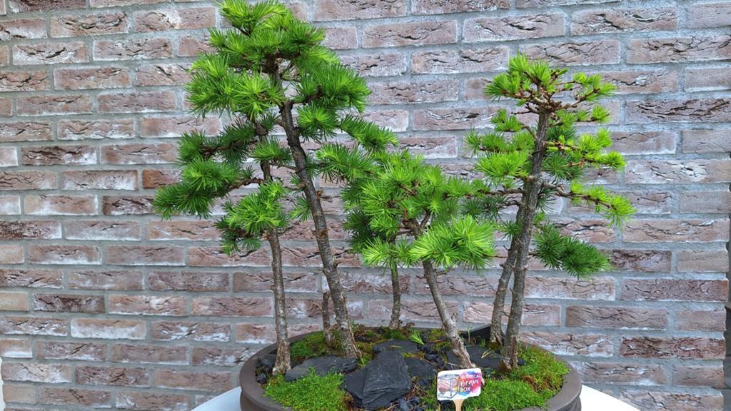 Bonsai Larix Decidua Bos - 60 cm hoog, 10+ jaar oud, Tuin en Terras, Planten | Bomen, Ophalen