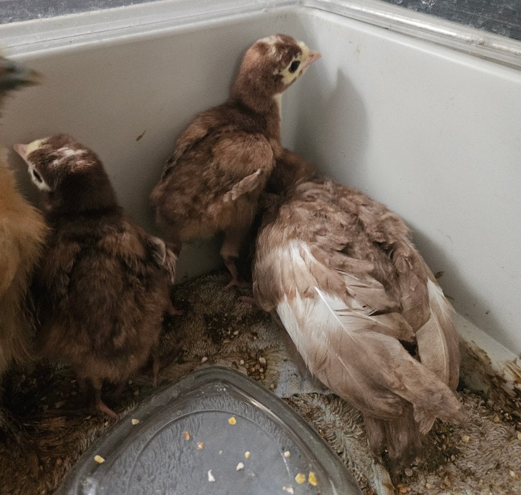 7 (á 8) Rode Ardenner kalkoen kuikens, Geslacht onbekend, Kalkoen