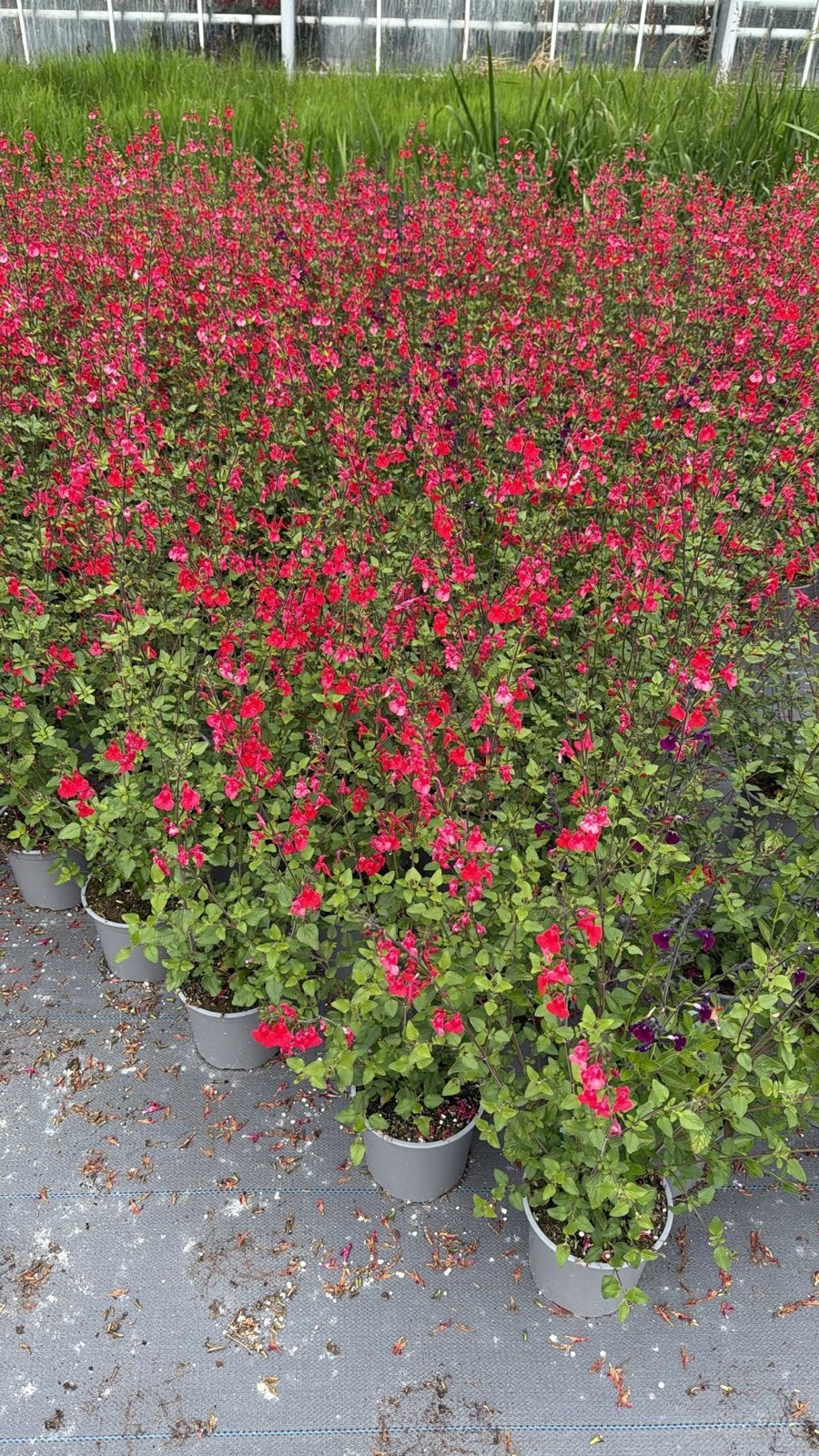 Salvia 'Hot Lips' - Vrolijke rood-witte bloemen, Volle zon, Vaste plant, Zomer, Ophalen