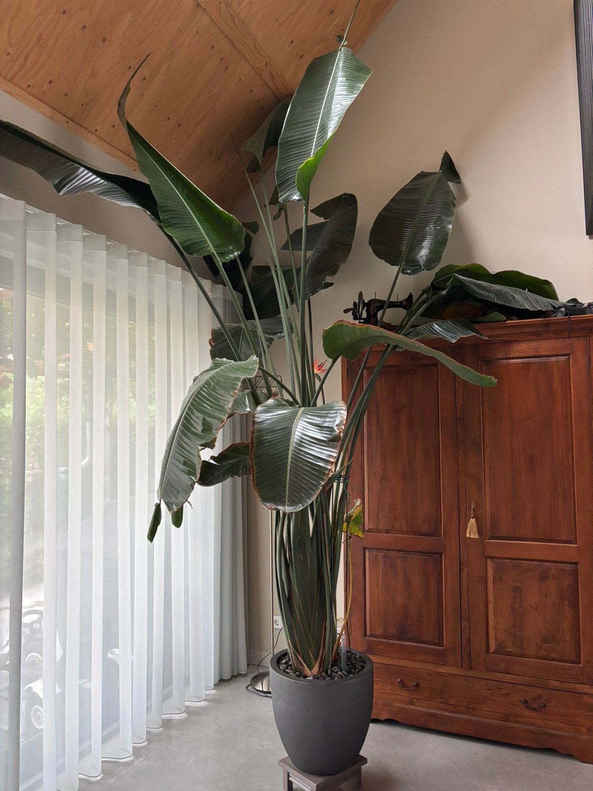 Strelitzia, Huis en Inrichting, Ophalen, 200 cm of meer, Overige soorten, Halfschaduw