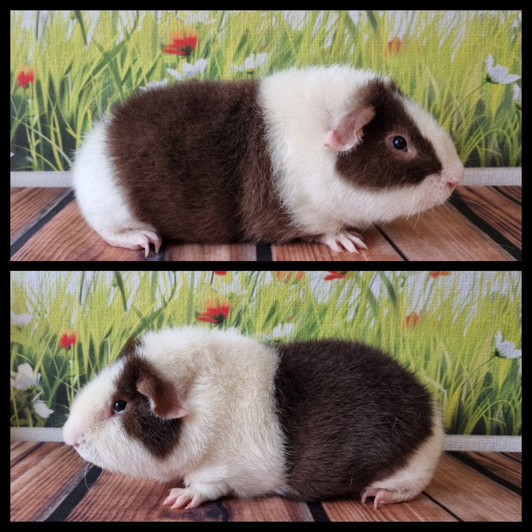 Cavia beertje choco/bont US-Teddy, Dieren en Toebehoren, Knaagdieren, Cavia, Februari, Mannelijk, Tam