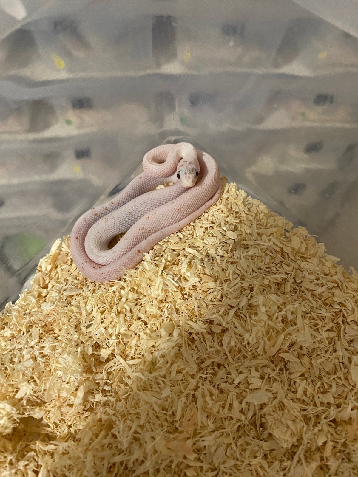 Haakneuzen en korenslangen Corn Snake photo 6