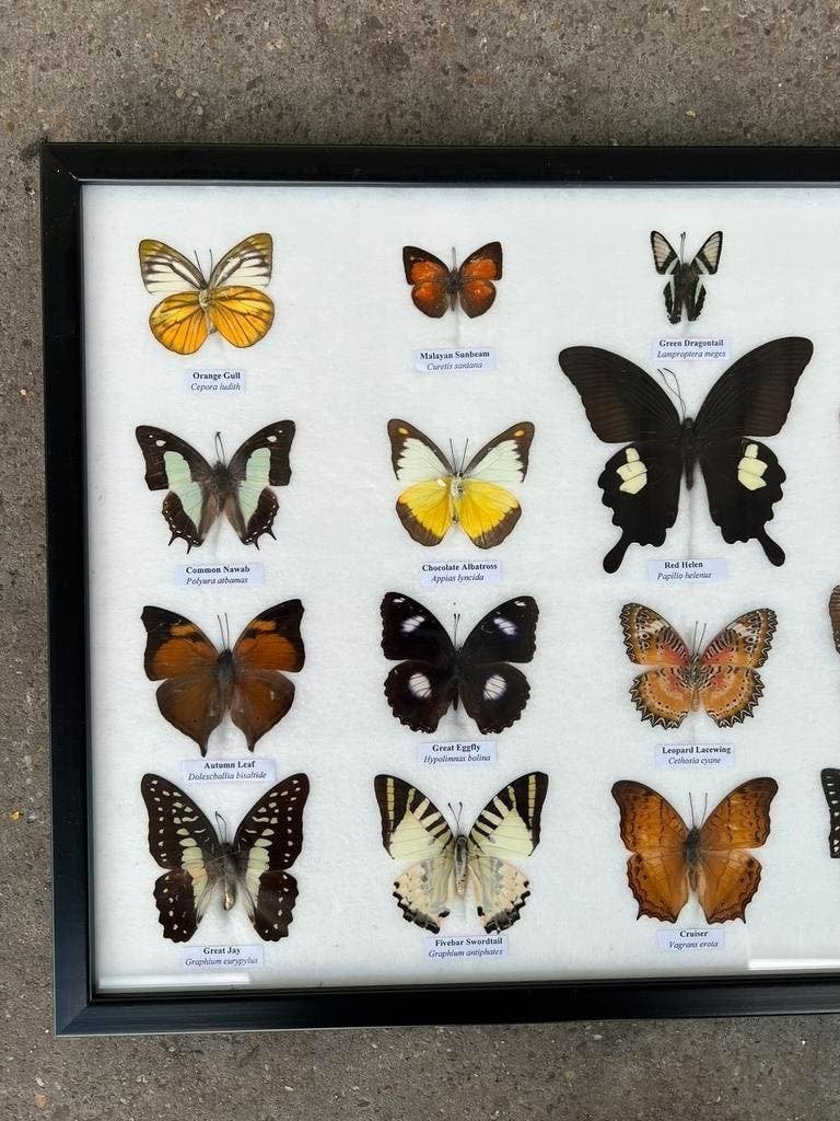 Opgezette vlinders in lijst, Verzamelen, Dierenverzamelingen, Ophalen of Verzenden, Nieuw, Insect, Opgezet dier