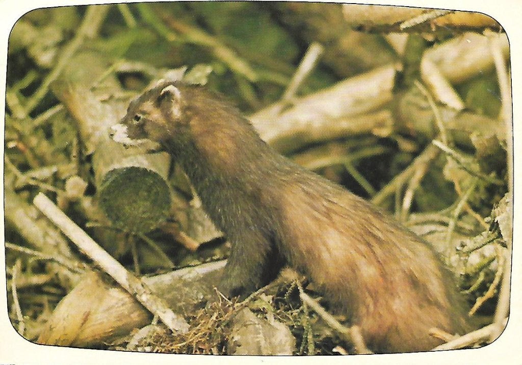 Dieren- -Bunzing., Ophalen of Verzenden, 1980 tot heden, Gelopen, Wild dier