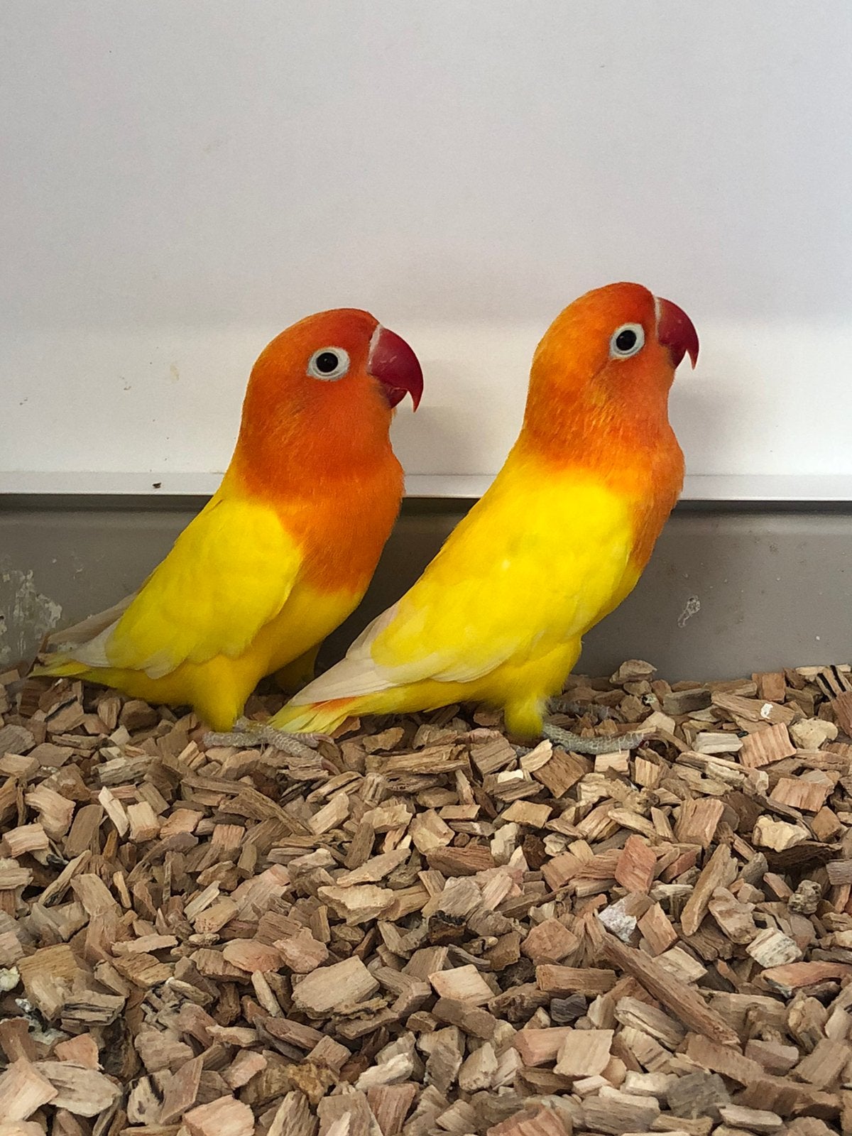 Div volière vogels, Meerdere dieren, Parkiet
