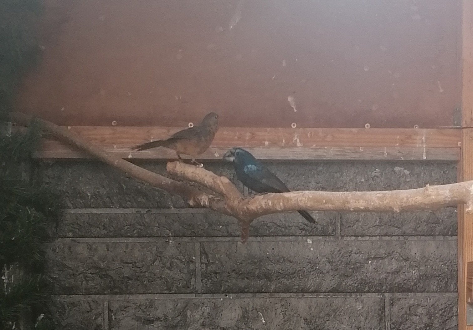 Braziliaanse blauwe bisschoppen, Meerdere dieren, Tropenvogel, Geringd