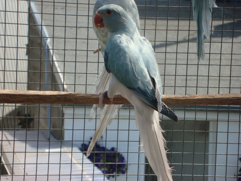 halsband parkieten, Meerdere dieren, Parkiet, Geringd