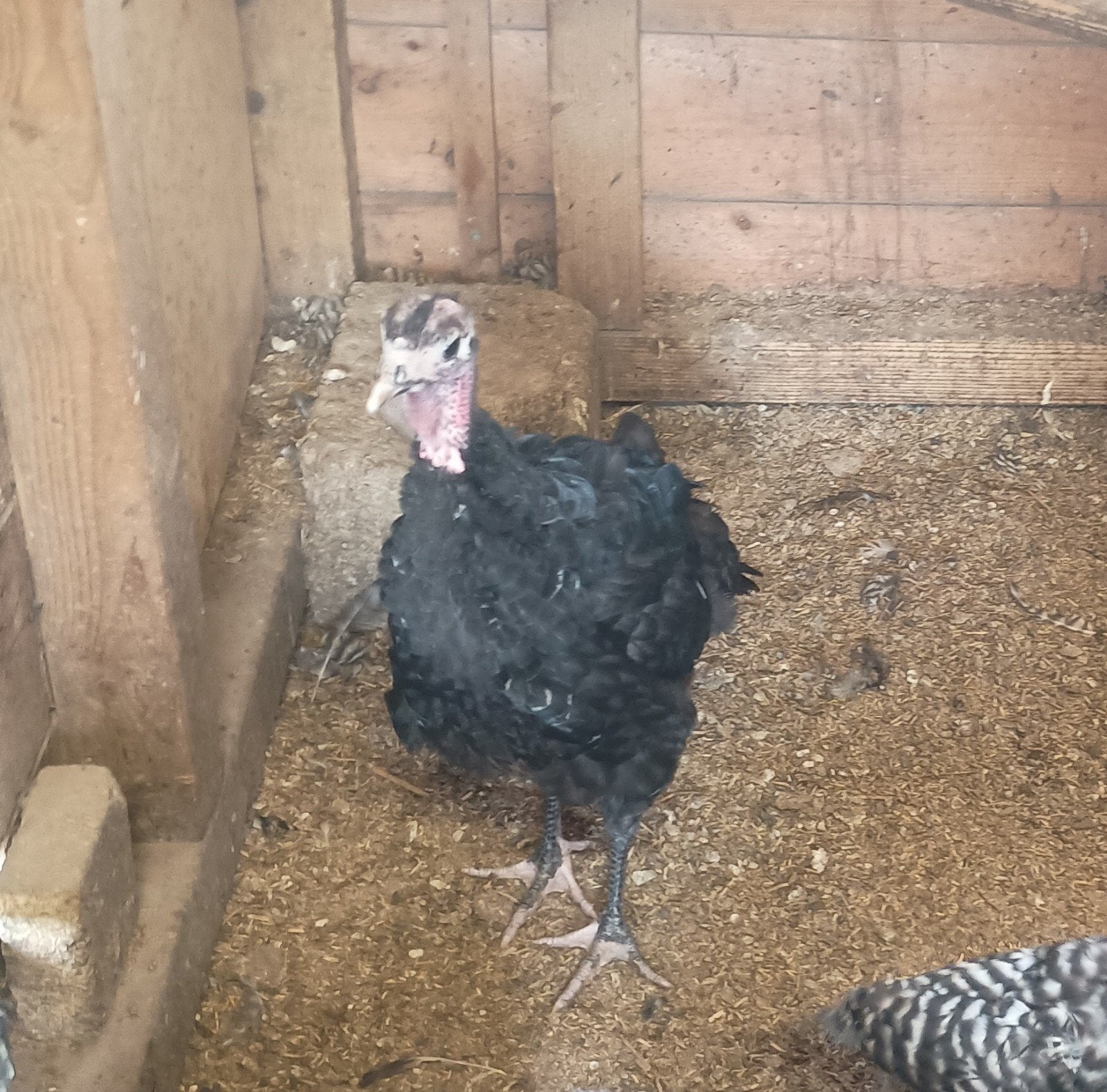 Koppel kalkoenen, Meerdere dieren, Kalkoen