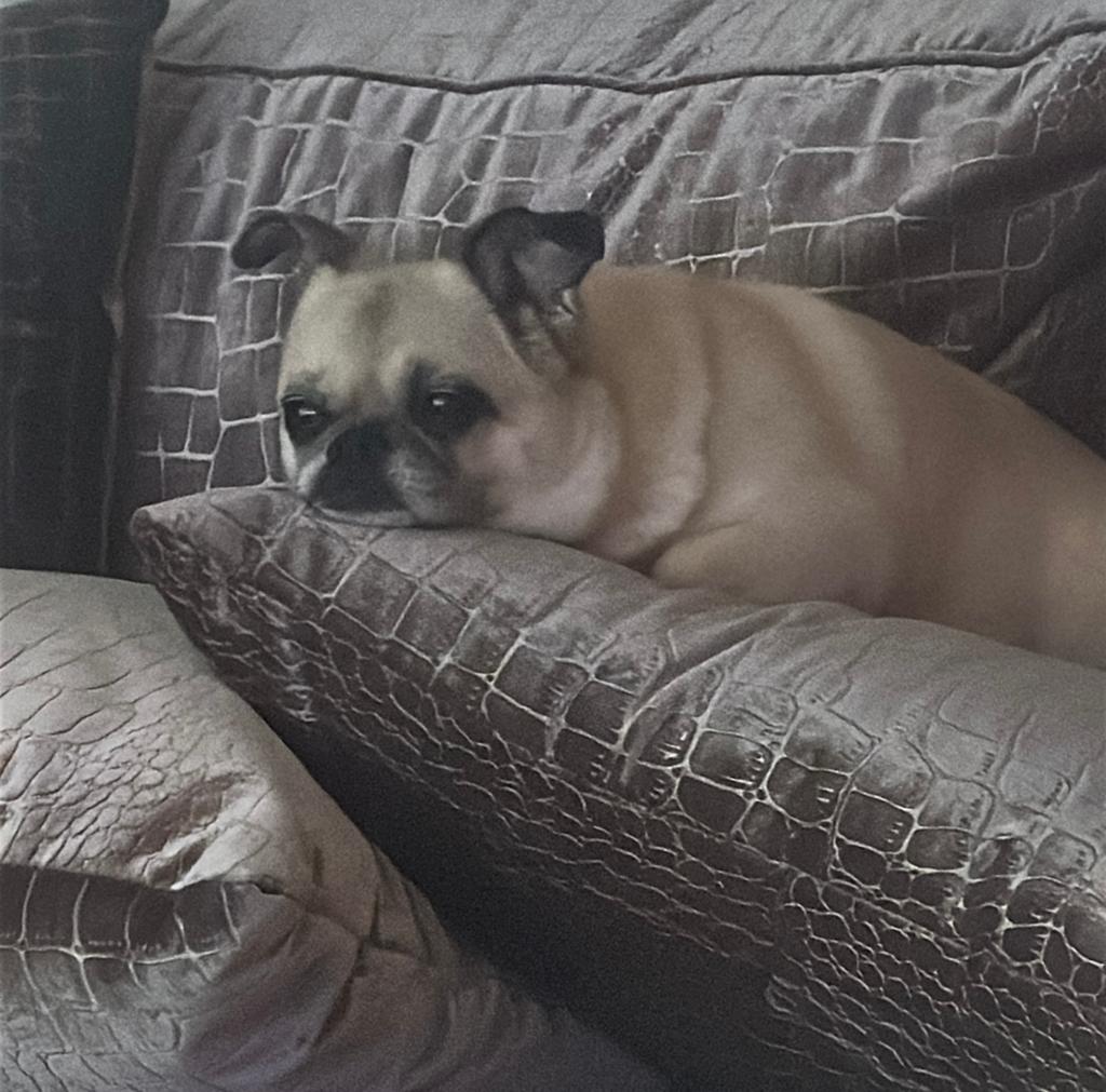 Dieren oppas, Ophalen, Honden