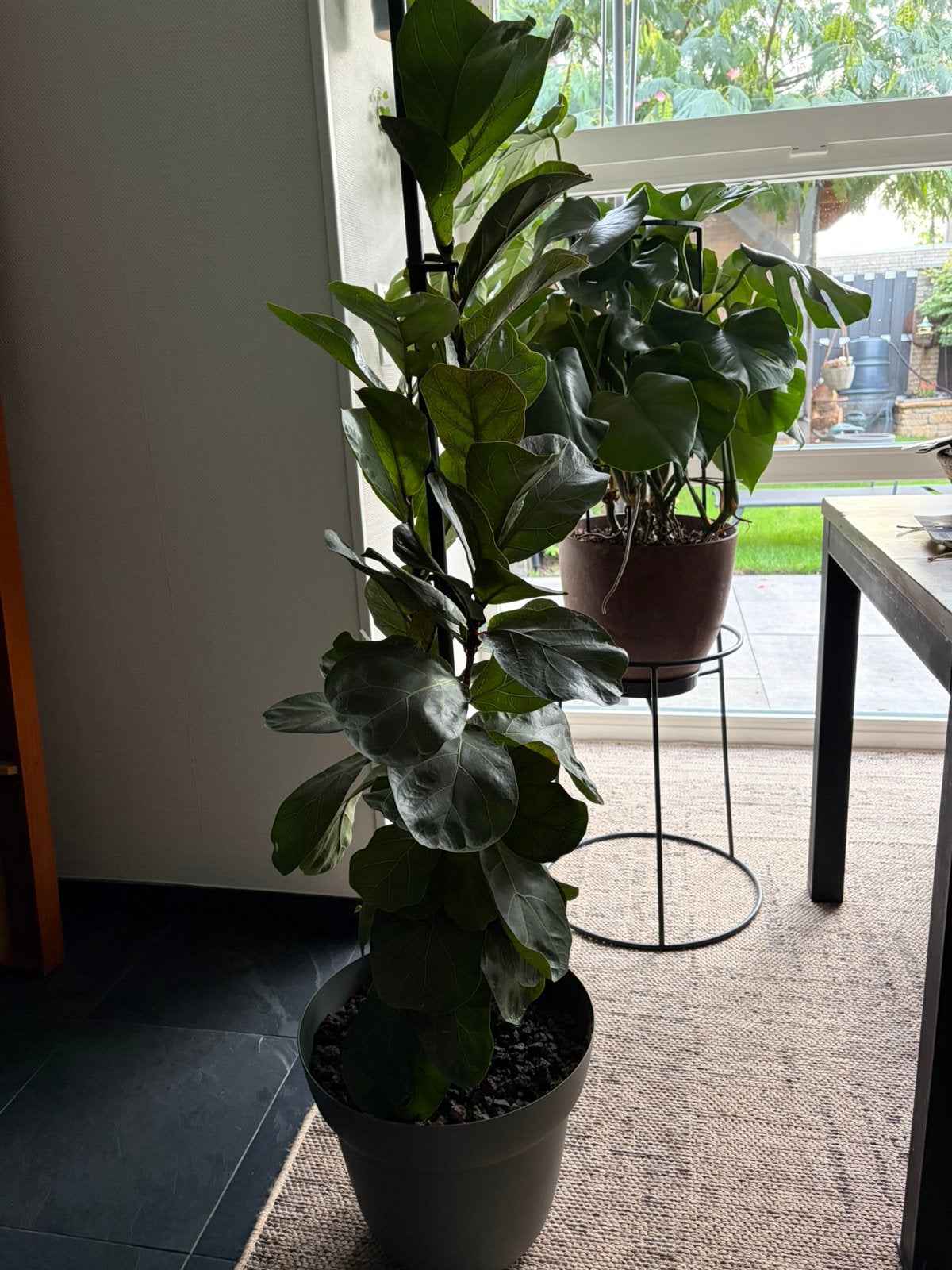 Grote tabaksplant (ficus lyra), Ophalen, Zo goed als nieuw