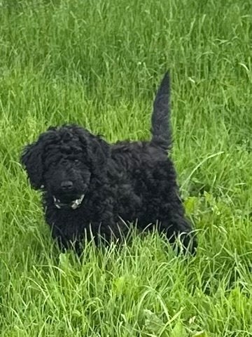 MEDIUM PUP DOODLE TEEF XILIA, Dieren en Toebehoren, Honden | Retrievers, Spaniëls en Waterhonden, Teef, Overige rassen, Fokker | Professioneel