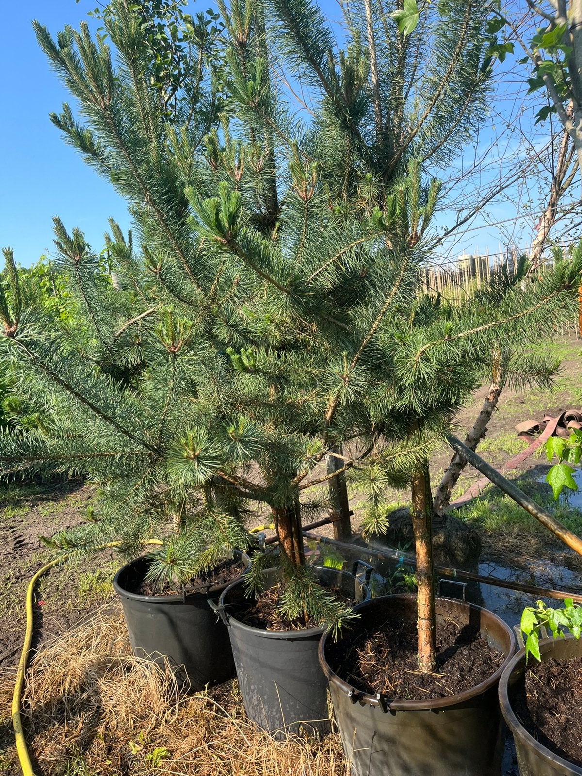 Pinus sylvestris 12-14 cm €135, Tuin en Terras, Planten | Bomen, Minder dan 100 cm, Volle zon, In pot, Overige soorten