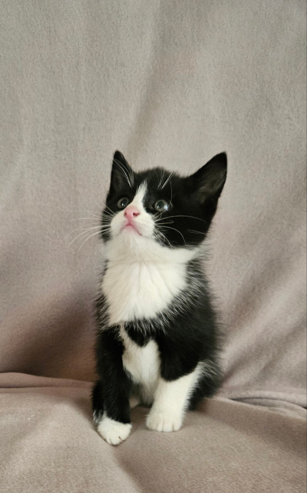 schattige kittens met Brits bloed, Dieren en Toebehoren, Meerdere dieren, Kortharig, 0 tot 2 jaar