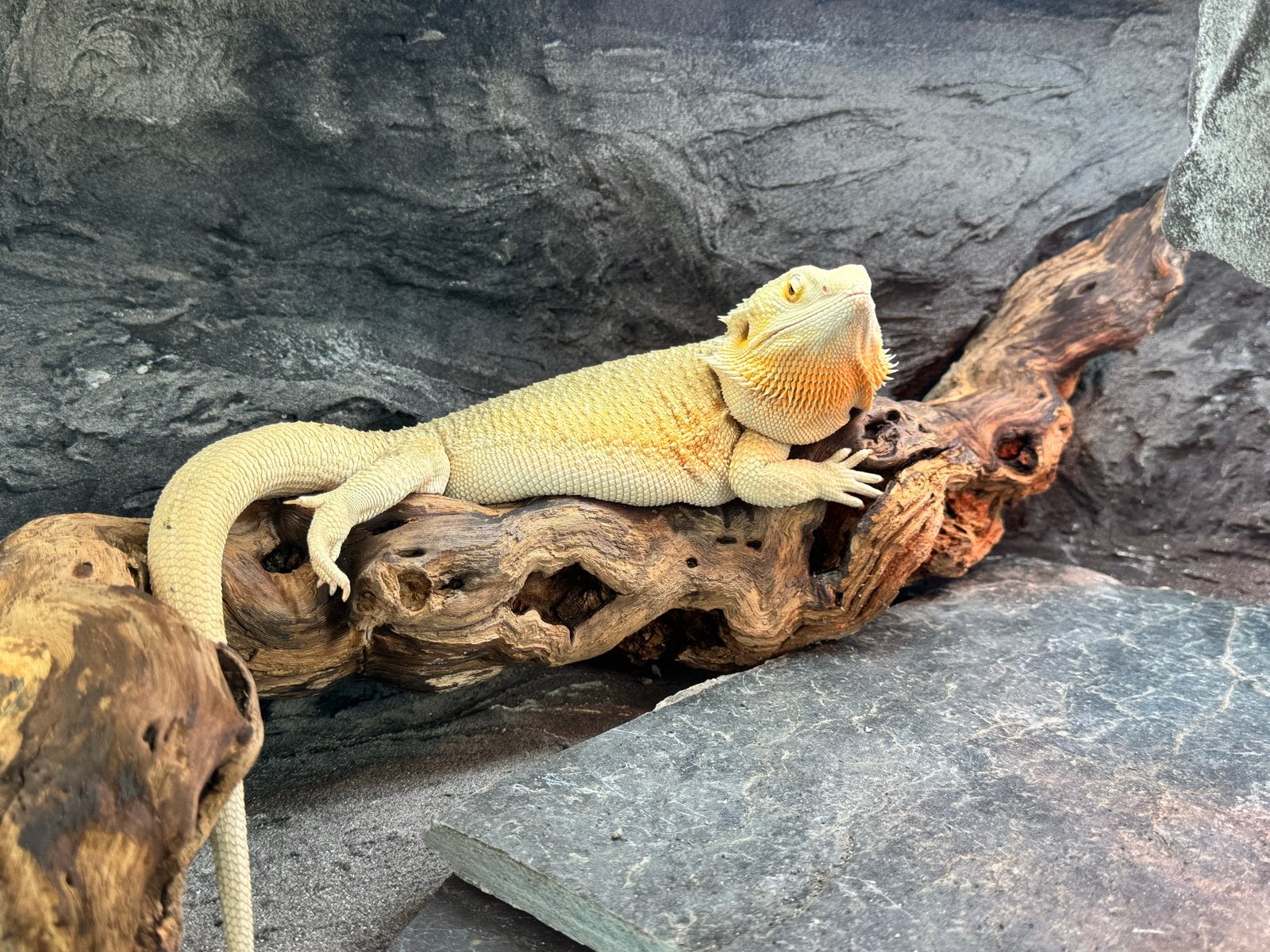 Baardagaam Witblits Bearded Dragon - female for sale from maike zijp