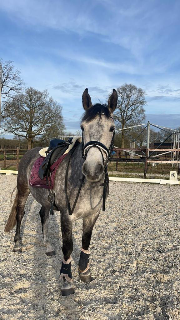 8 jaar, PRE, schimmel, ruin incl stamboek, Ruin, Recreatiepaard