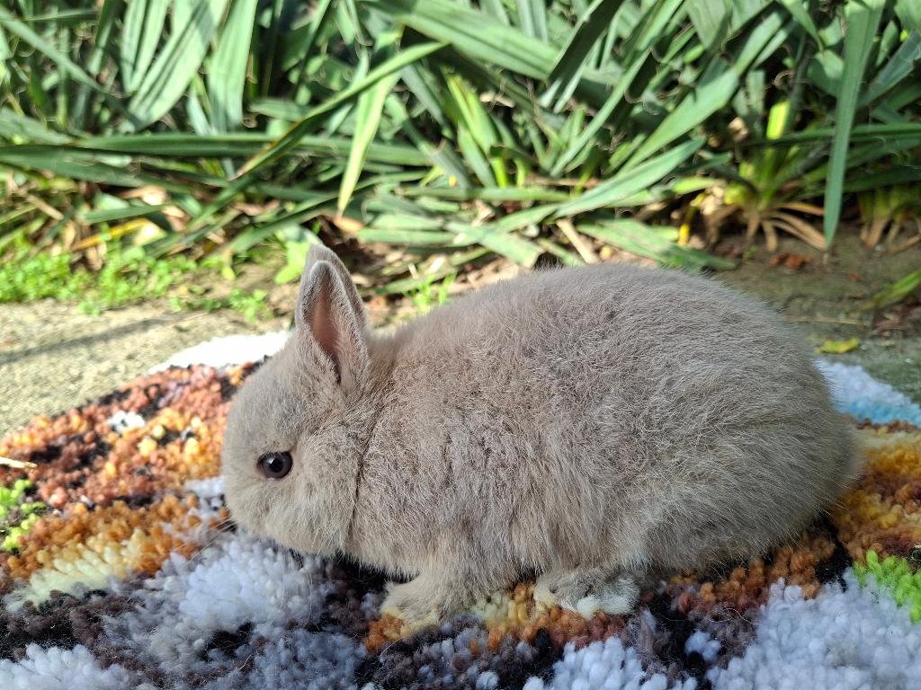 kleurdwerg, Dieren en Toebehoren, Mannelijk, Dwerg, 0 tot 2 jaar