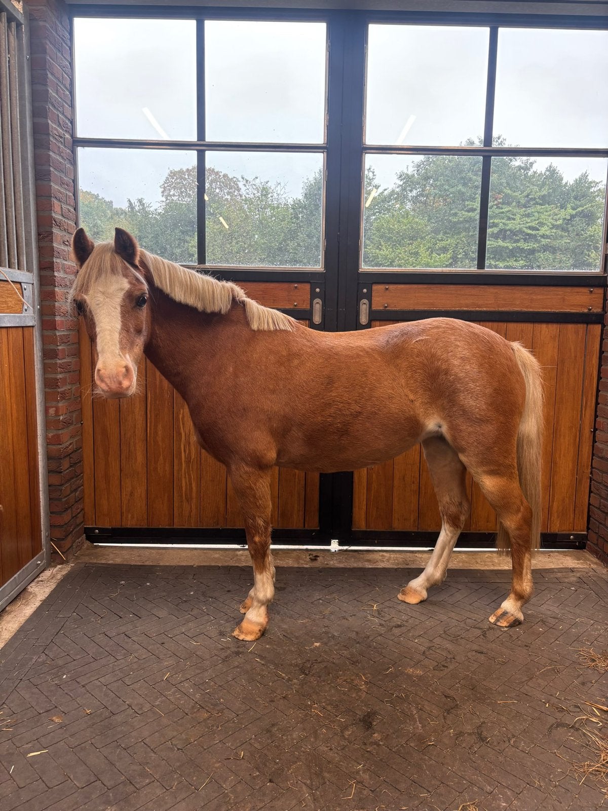 Lieve A Welsch merrie, Dieren en Toebehoren, Merrie, Met stamboom, Zadelmak, A pony (tot 1.17m)