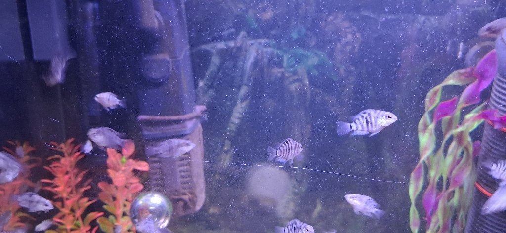 Jong chiclide, Dieren en Toebehoren, Vis, Zoetwatervis