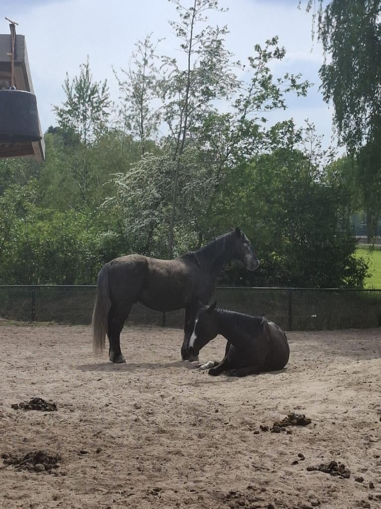 Gezellige rustige pensionstal heeft nog 2 plekjes, Dieren en Toebehoren, Weidegang, 2 of 3 paarden of pony's