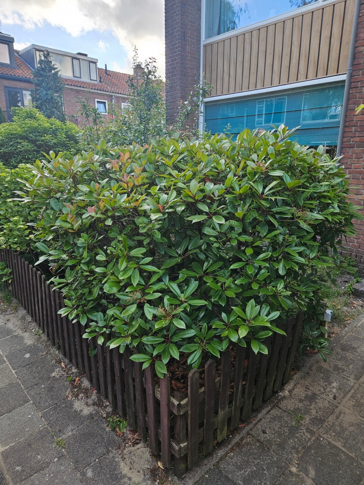 Glansmispel, als struik, Ophalen of Verzenden, Vaste plant, Overige soorten, Halfschaduw