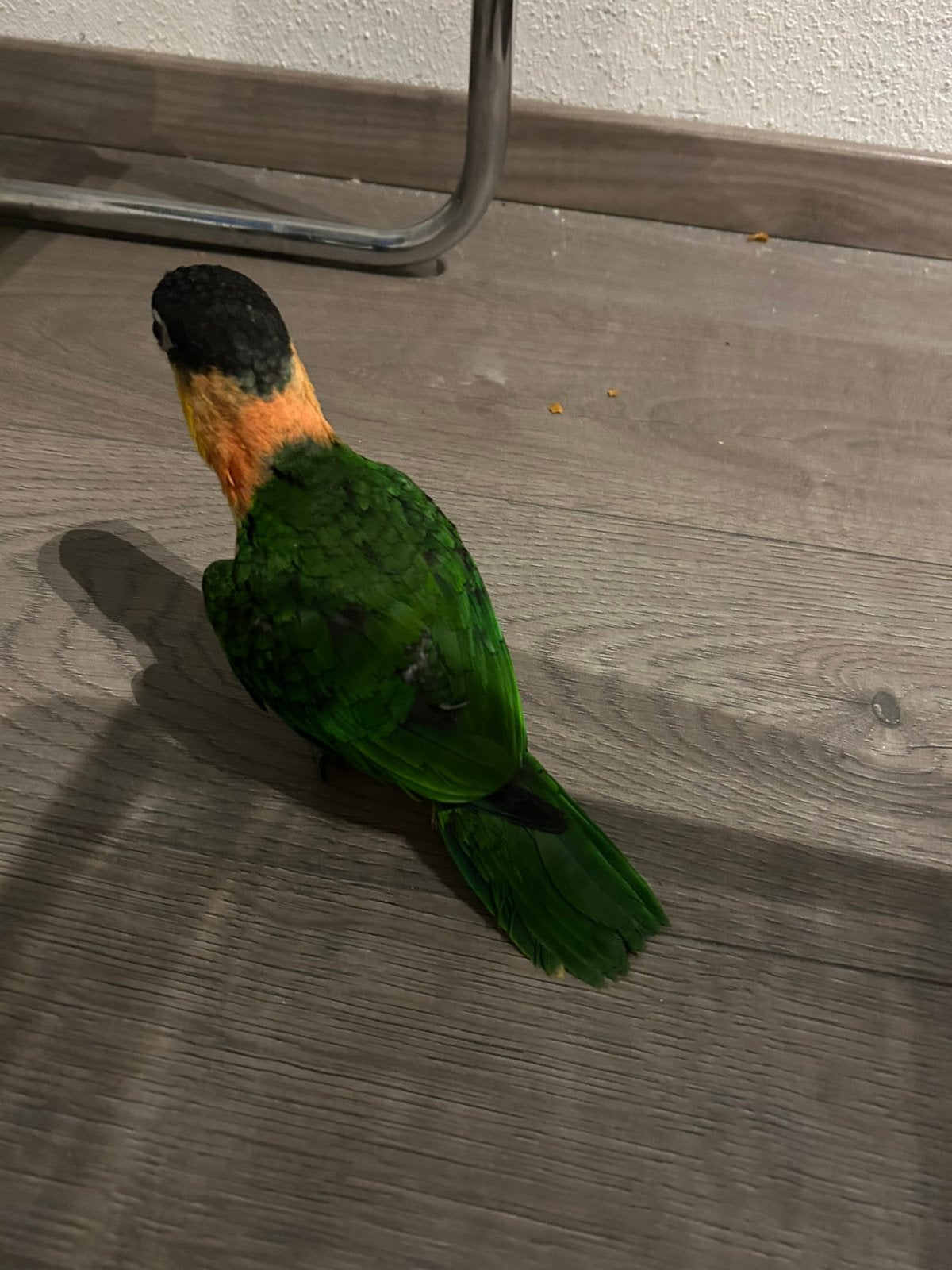 Zwartkop Caiques 2 stuks Alleen serieuze reacties graag., Dieren en Toebehoren, Vogels | Parkieten en Papegaaien, Papegaai, Geringd
