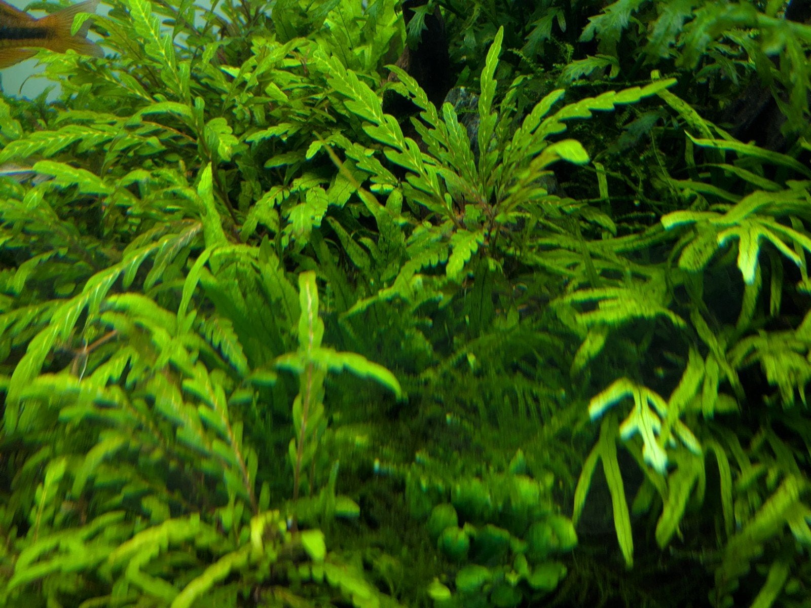 Hygrophila pinnatifida aquariumplant, Ophalen of Verzenden, Nieuw, Plant(en), Steen of Hout
