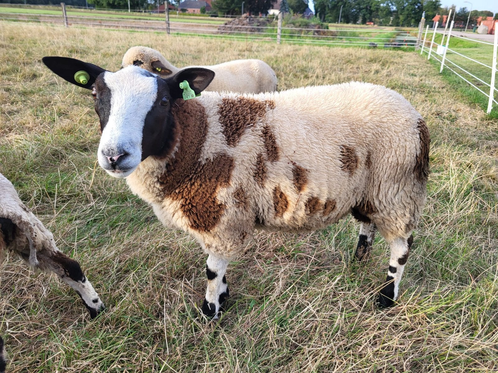 Jonge bonte rammen bont/zwart, Dieren en Toebehoren, Schapen, Geiten en Varkens, Mannelijk, Schaap