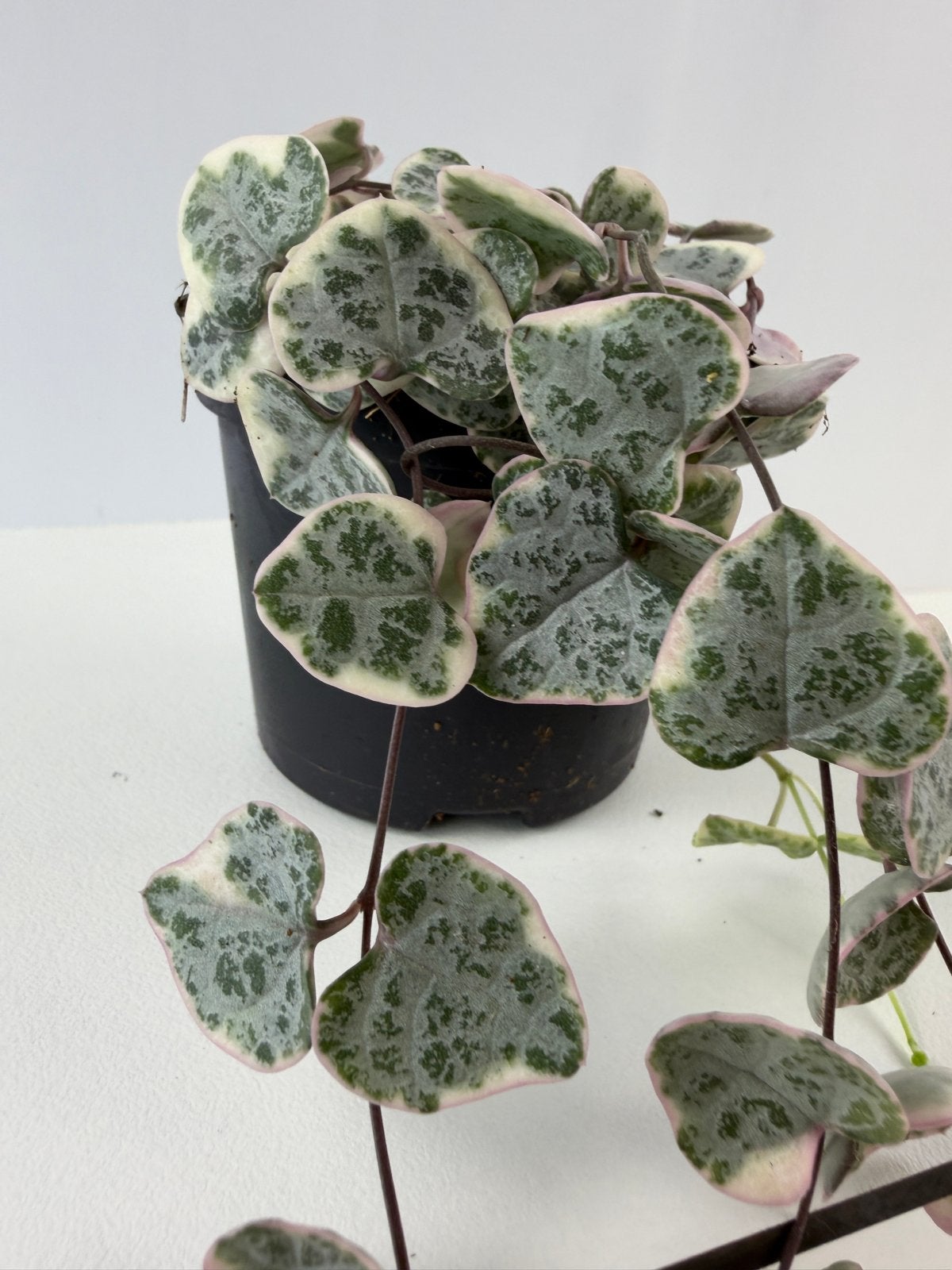 Ceropegia woodii variegata - Hartjesplant - Pot 6, Ophalen of Verzenden