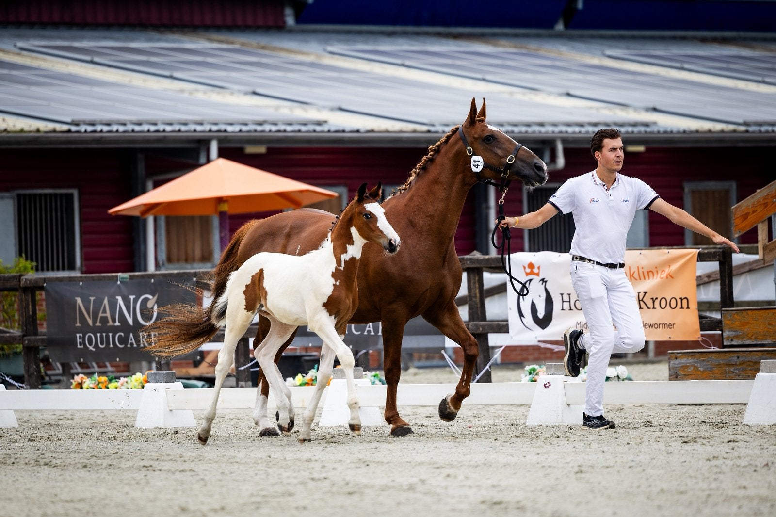 Veelbelovend 3 kleur bont hengstveulen, Hengst, Dressuurpaard, 0 tot 2 jaar
