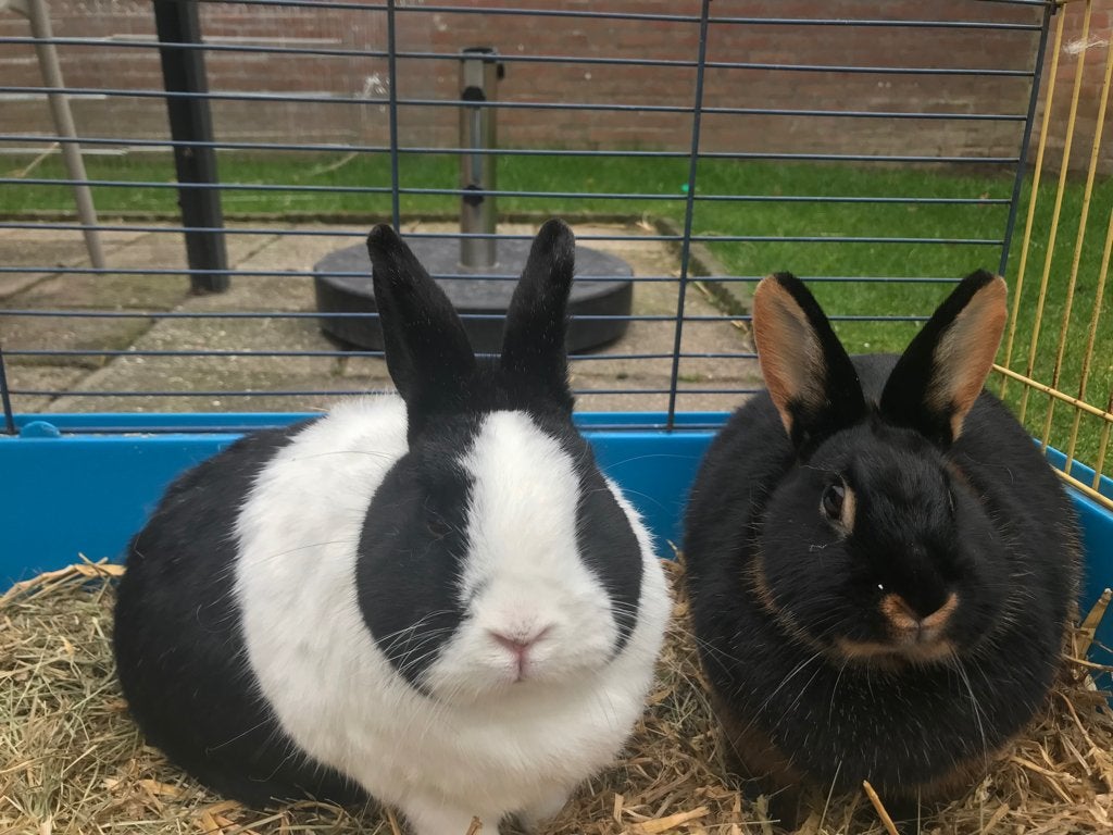 Koppel konijnen, Dieren en Toebehoren, Meerdere dieren, Groot, 3 tot 5 jaar