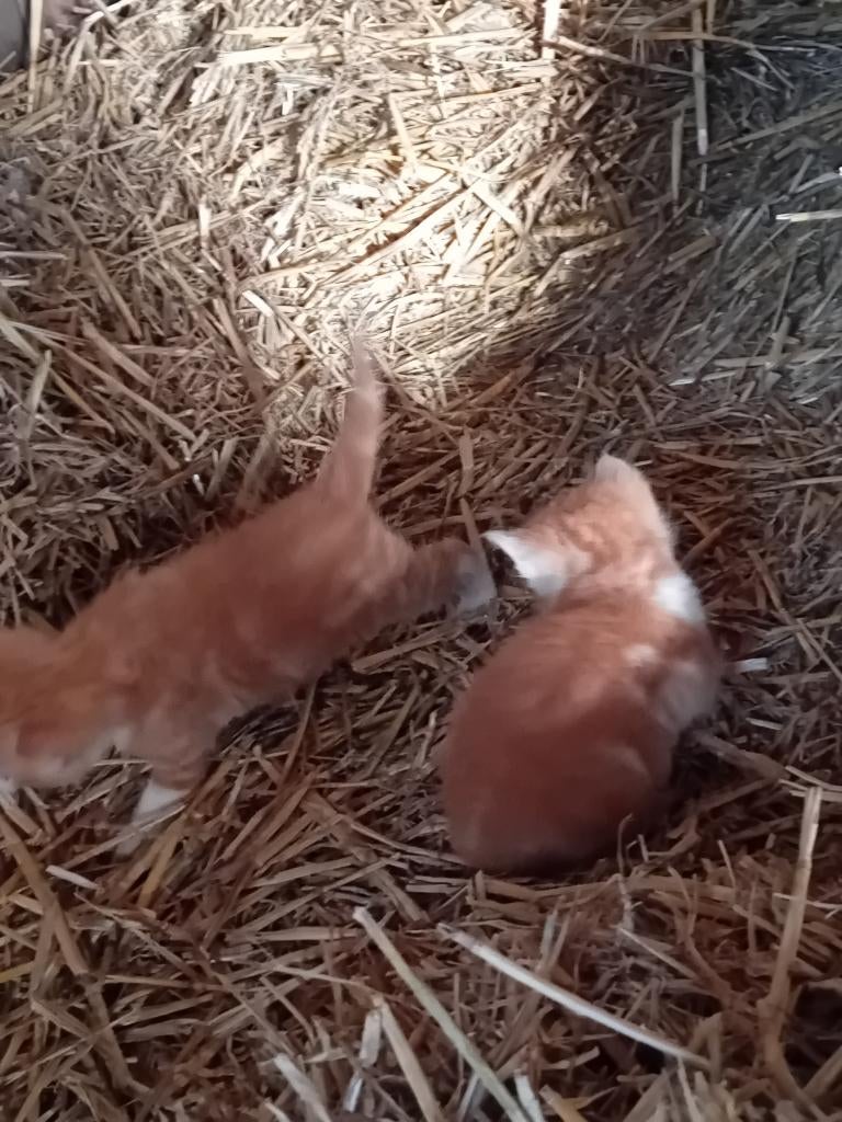 Boerderij kittens, Dieren en Toebehoren, Katten en Kittens | Overige Katten, Meerdere dieren, Kortharig, 0 tot 2 jaar