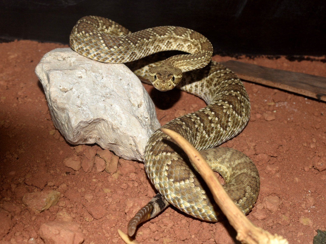 crotalus, Dieren en Toebehoren, Reptielen en Amfibieën, Slang, 0 tot 2 jaar