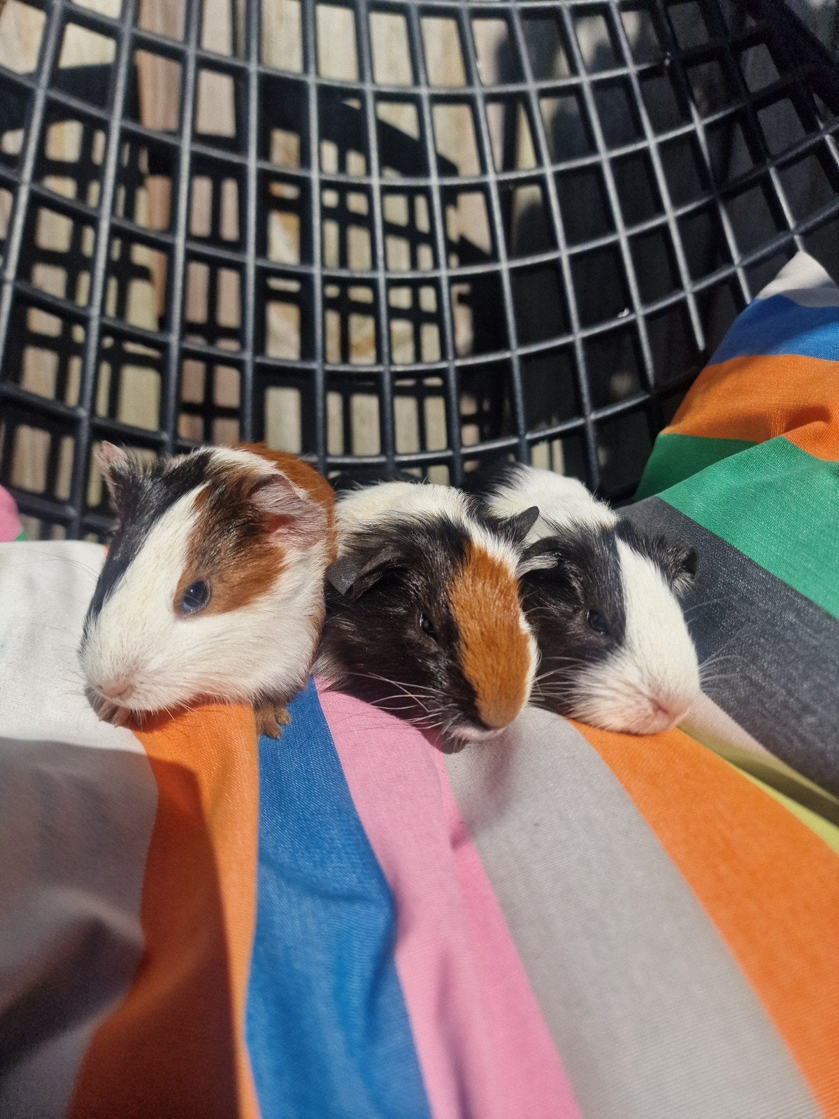 jonge cavia beertjes, Dieren en Toebehoren, Knaagdieren, Augustus, Mannelijk, Cavia