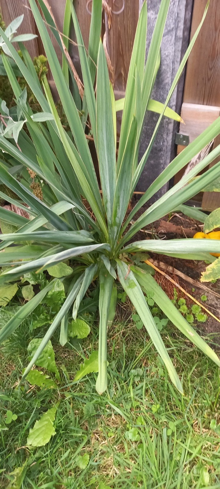Yucca plant - Ideaal voor tuin of terras, Ophalen, Overige soorten, Volle zon