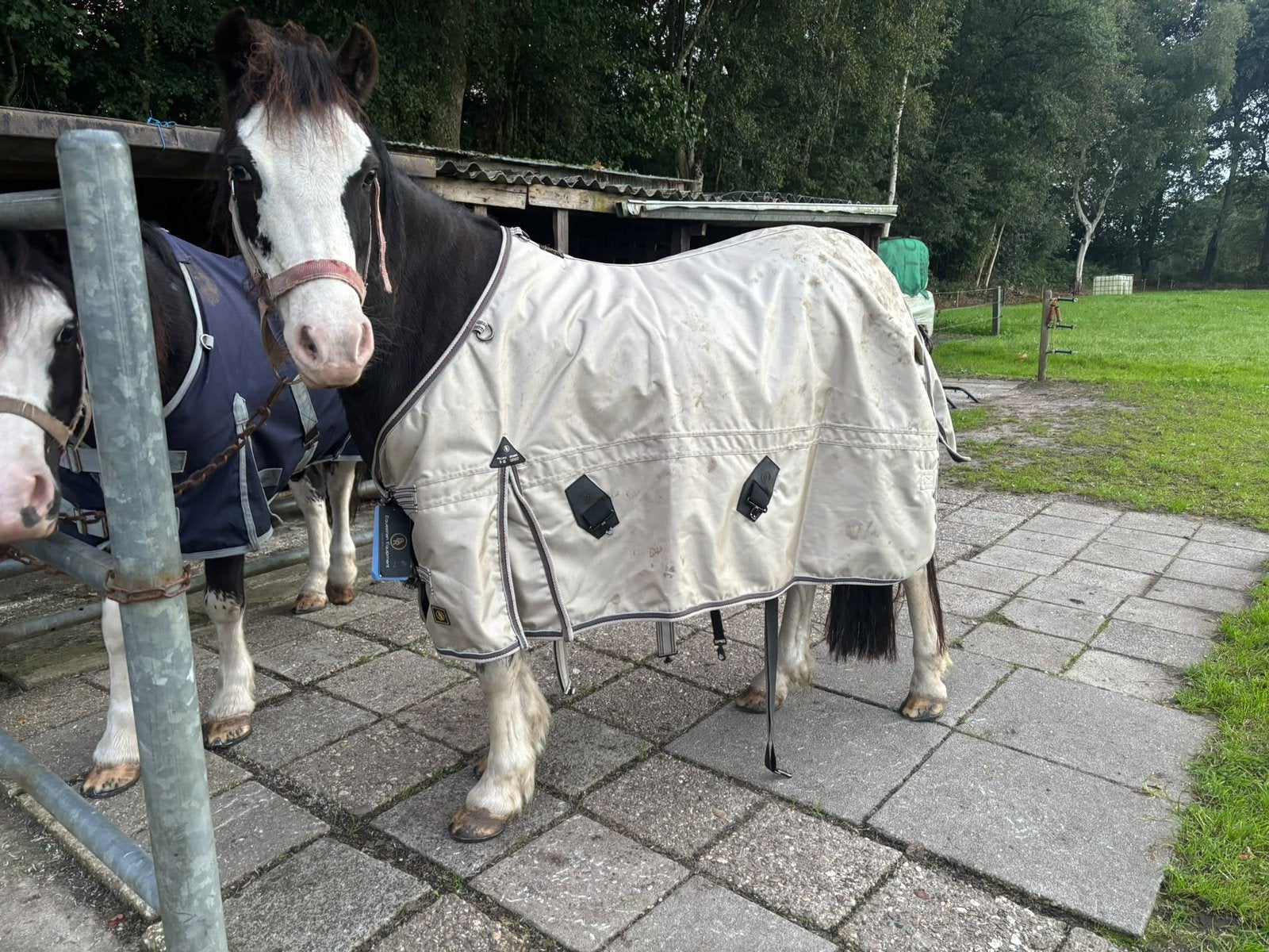 Regendeken 145 VOOR BREDE PONY, Dieren en Toebehoren, BR, Nieuw, Ophalen of Verzenden, Overige maten